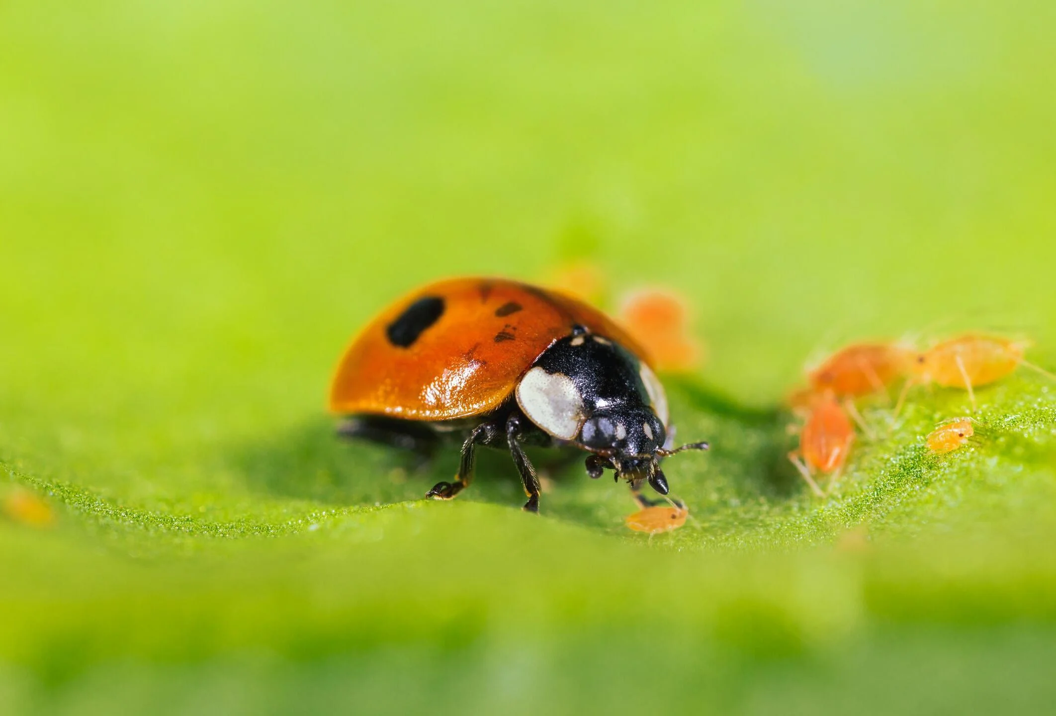 Photograph of a ladybug feeding on spider mites on a cannabis leaf