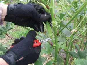 Image 2: Hands harvesting tender okra pods at the perfect 3-4 inch size, showing the proper cutting technique