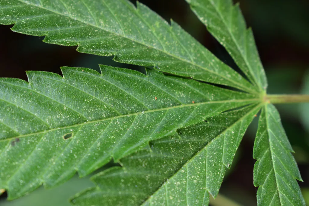 Close-up photograph showing spider mite damage on a cannabis leaf with characteristic yellow stippling and tiny web formations