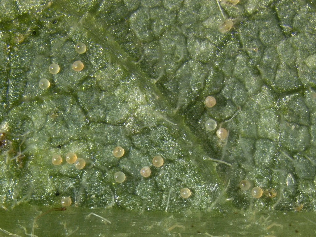 Magnified image showing adult spider mites and eggs on the underside of a cannabis leaf