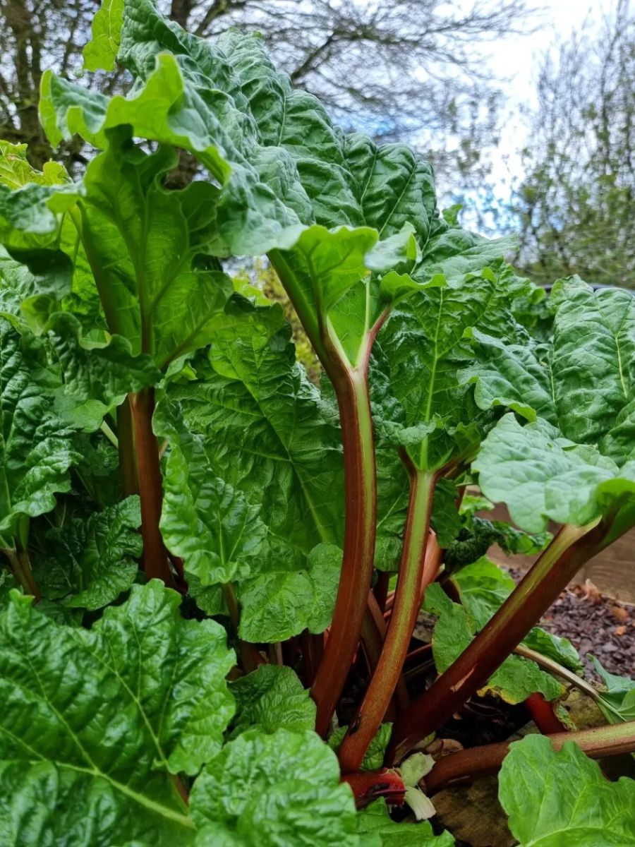 How to Grow Rhubarb: The Ultimate Guide to This Amazing Perennial Vegetable