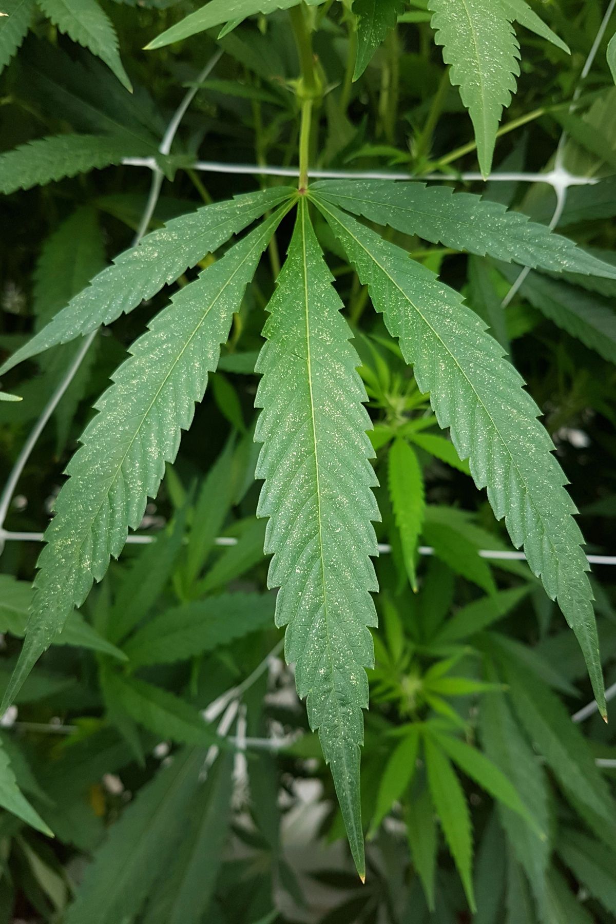 Spider Mites on Cannabis: The Complete Beginner's Guide to Natural Detection and Treatment