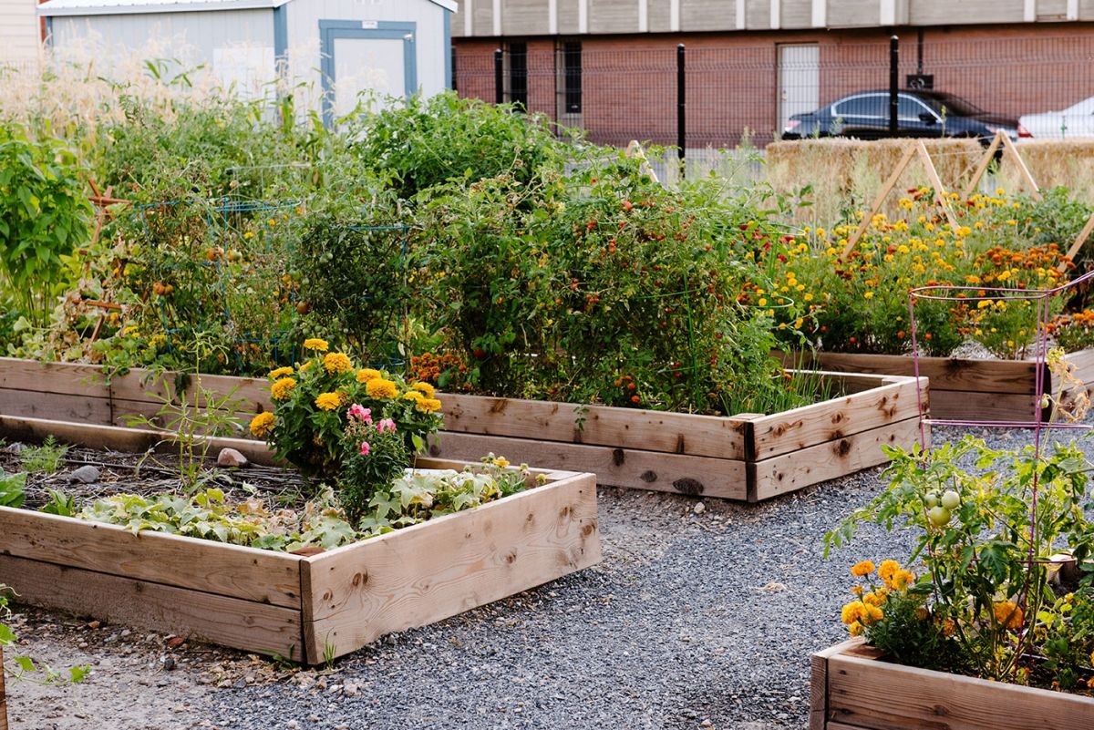 How to Start a Container Garden for Beginners