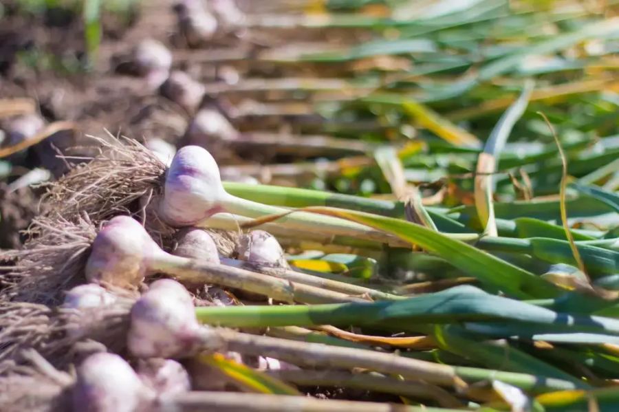 Getting Started with Micro Farming: A Beginner's Guide