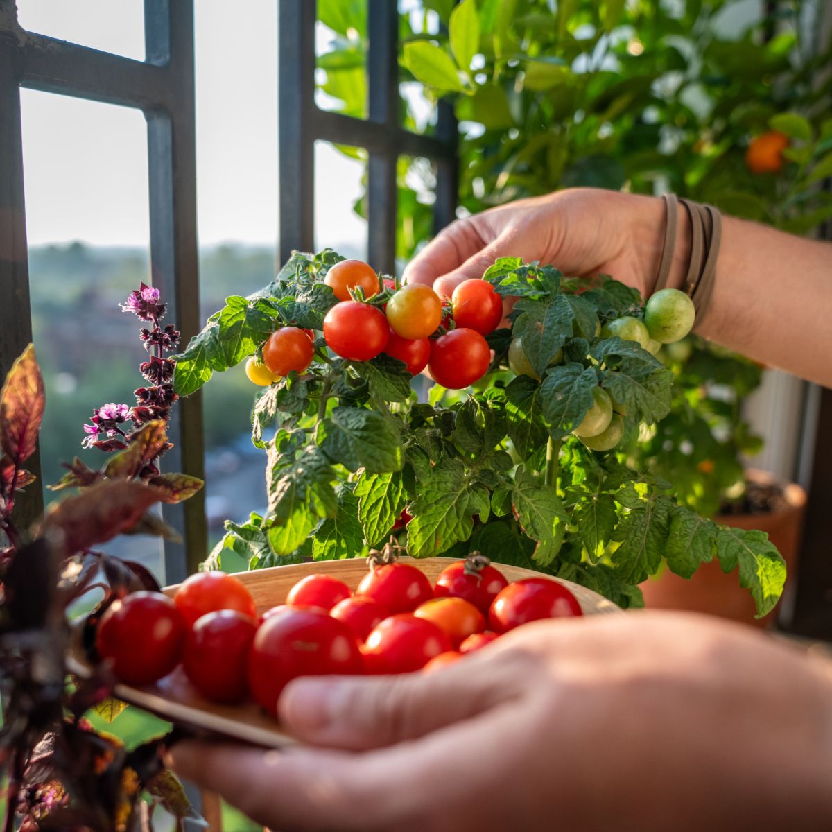 How to Grow Tomatoes in Pots