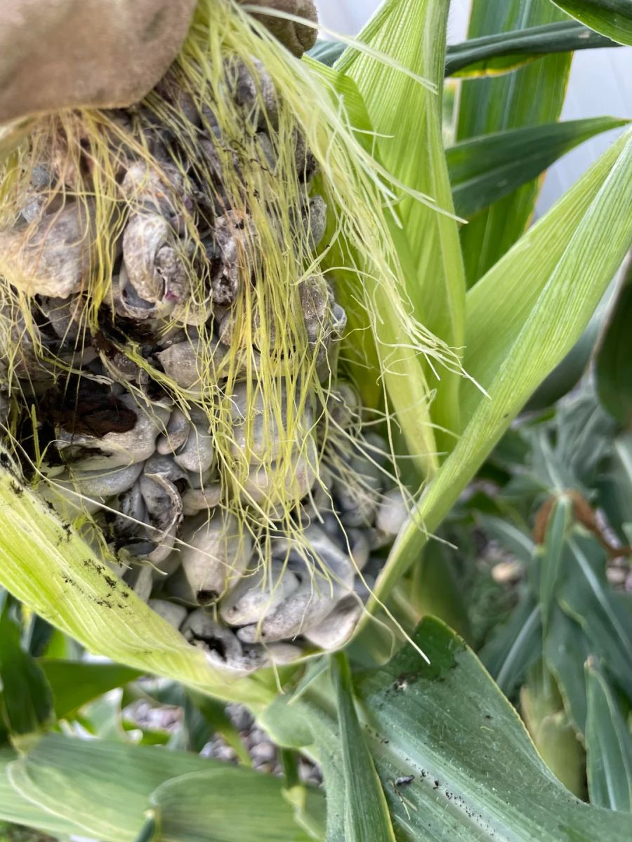 Why Your Corn Kernels Look Like Rocks: 5 Common Causes and Easy Solutions